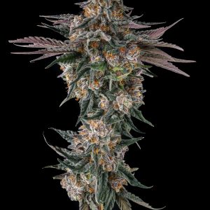 Orange Moon by compound genetics