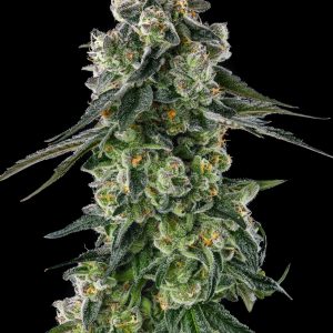 Afters by Compound Genetics