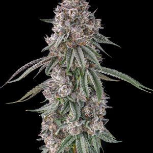 Lemon Chain by Compound Genetics